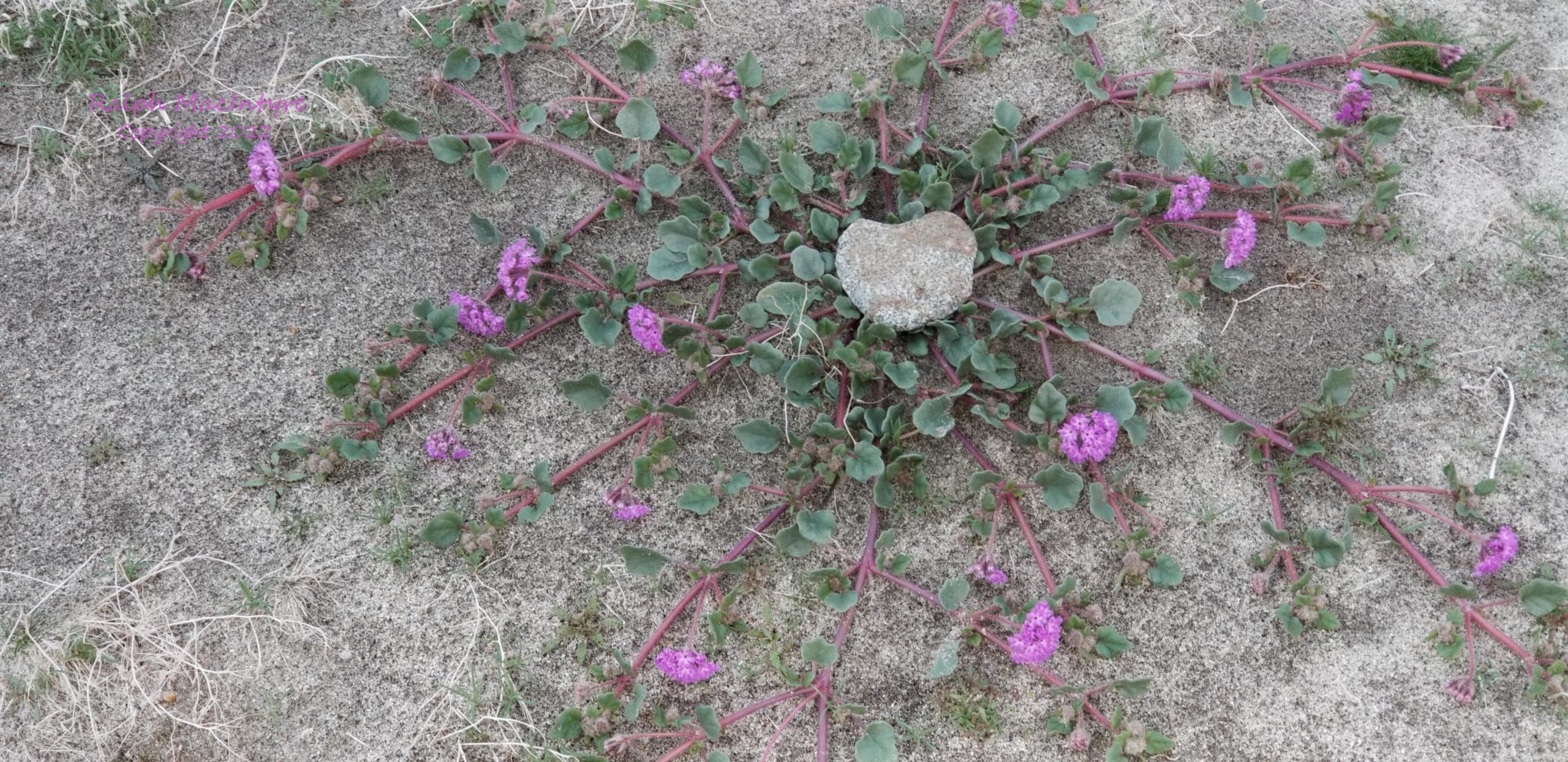 Heart Shaped Rock