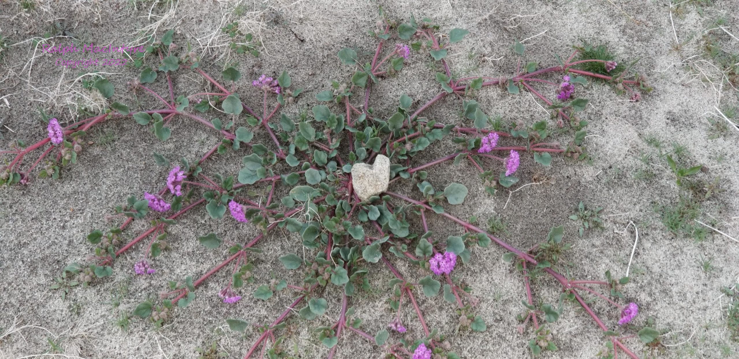 Heart Shaped Rock