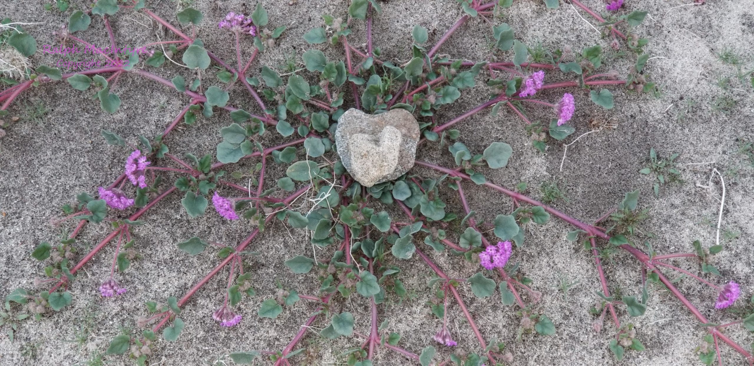 Heart Shaped Rock